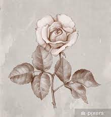 Per iniziare, abbiamo bisogno di una fotografia della pianta o di un fiore in una forma vivente. Carta Da Parati Disegno A Matita Di Rose Pixers Viviamo Per Il Cambiamento