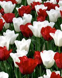 Flower Bulbs R Us Retail Bulbs At A Bulk Price Beautiful Rose Flowers Flowers Nature Pretty Flowers