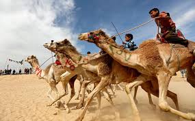 Repatriation of underage camel jockey slaves подробнее. Child Jockeys Race Camels In Egypt Reuters Com