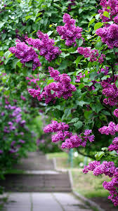 Aug 05, 2021 · ada berbagai tema wallpaper yang tersedia disini seperti wallpaper pemandangan anime android desktop abstract 3d mobil motor bunga game. Gambar Animasi Taman Bunga Wallpaper Bergerak 2 9 Muat Turun Apk Android Aptoide