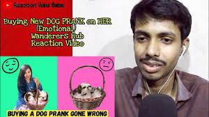 Originally they weren't a popular dog breed, but today the labrador retriever and poodle mix are in high demand in the united states as a family and companion pet. Buying New Dog Prank On Her Emotional Wanderers Hub Reaction Video Youtube