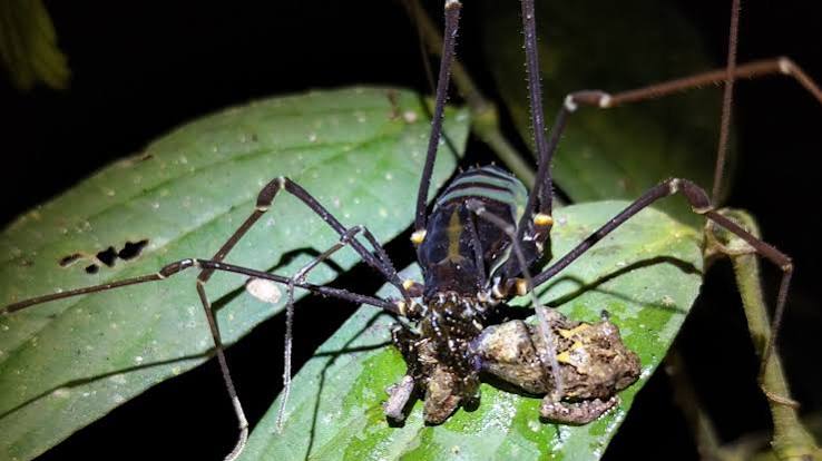Daddy longlegs may be capturing and devouring frogs in the tropical forests  of South America | Live Science