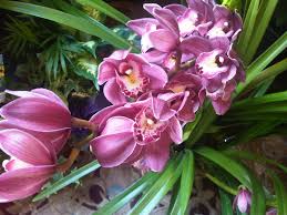 Flowers melbourne city have been delivering flowery happiness since 2000 catering to many of the businesses and its employees in the city. Fabulous Flowers For Mom Emma S Flowers Gifts