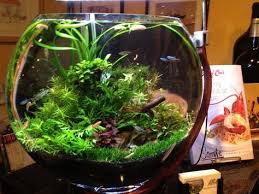 All Natural Complete Ecosystem Terrarium Aquarium Aquarium Aquarium Fish Tank Aquascape