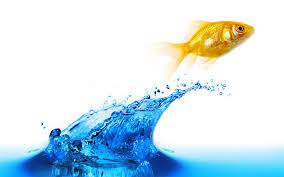 Download Wallpapers Goldfish 4k Water Splash Jump Aquarium Besthqwallpapers Com Fish Jumps Goldfish Fish Background