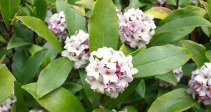 The color blue is rare in nature and because of that, blue flowering plants are very popular in gardens. Shade Loving Plants Blog Hoselink