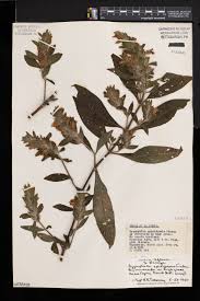 Image result for Hygrophila spiciformis