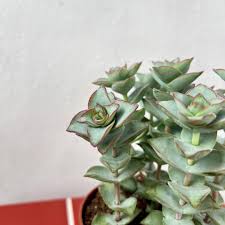 Image result for Crassula perfoliata