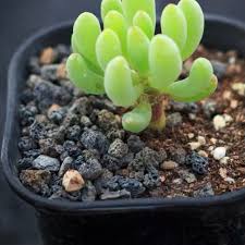 Image result for Othonna carnosa