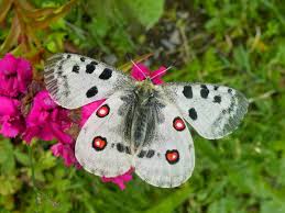 Image result for Parnassius apollo