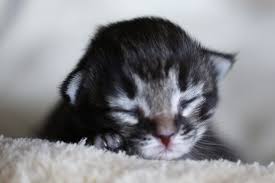 Raising an orphaned kitten can be a rewarding experience. Kitten Care Guide Week By Week Kittycattree Com