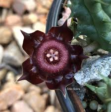 Image result for Orbea paradoxa