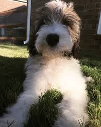 Our litter of bernedoodle puppies has been well loved and socialized by our children and friends. 3 Months F1b Sable Mini Bernedoodle Bernedoodle Puppy Cute Dogs Cute Animals