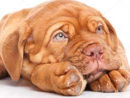 Puppy Of Dogue De Bordeaux French Mastiff Stock Photo Sponsored De Bordeaux Puppy Dogue French Mastiff Dog French Mastiff Puppies Mastiff Puppies