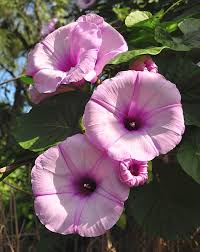 Image result for Stictocardia