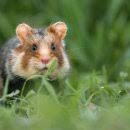 Neues Schutzprogramm Fur Rebhuhn Feldlerche Feldhamster Als Leitarten Der Feldflur Biodiversitatsstrategie Hessen