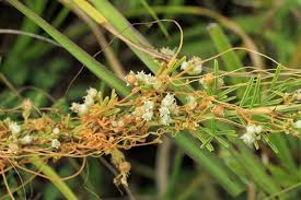 Image result for Cuscuta kilimanjari