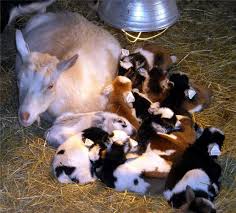 Buffalo Creek Farm Creamery Nigerian Dwarf Dairy Goats Nigerian Goats Cute Goats Goats