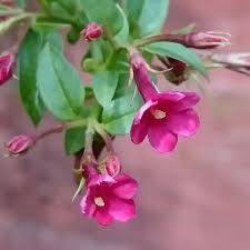 Image result for Jasminum beesianum