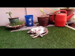 Doa untuk mereka yang baru beli kenderaan mon apr 16, 2012 7:10 am. Cara Menghalang Kucing Buang Najis Di Halaman Rumah Youtube