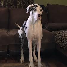 Does your dane seem reluctant to sit? Gooddane Instagram Posts Photos And Videos Picuki Com