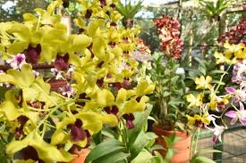 Jenis anggrek termahal bunga di dunia indonesia dan terlangka harga yang paling mahal bulan kalimantan macan tebu 2021 tanaman vanda hitam dendrobium saat ini. Merawat Bunga Anggrek Rumah Cantik Penghasilan Naik