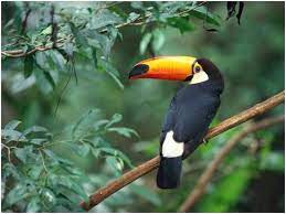Adakah di antara kalian yang tertarik mempelajari keberagaman flora dan fauna di indonesia? Flora Dan Fauna My Blog