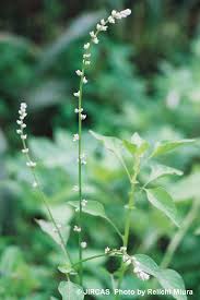 Image result for Celosia trigyna