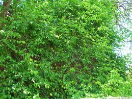 Image result for Colubrina asiatica