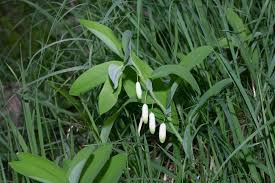 Image result for Ophrypetalum odoratum