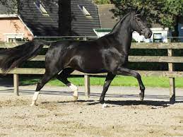 Foals And Young Horses For Sale Peter Berkers Sporthorses