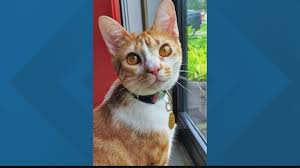 If you have already filled out an online adoption application with our organization in the last 6 months you do not need to fill out another application. Huntsville Animal Services Offers Reduced Adoption Fees Rocketcitynow Com