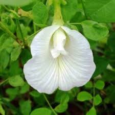 Image result for Clitoria