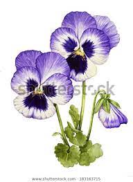 Najdete Stock Snimky Na Tema Akvarel S V Hd A Miliony Dalsich Stock Fotografii Ilustraci A Vektoru Bez Autorsk Pansies Flowers Watercolor Illustration Pansies