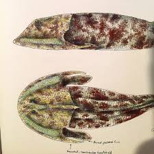 Image result for Cephalaspis