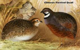 index of newbuttonquail quail pictures