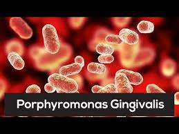 Image result for Porphyrostemma