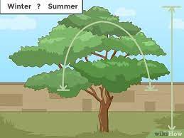 Since these more precise cuts will heal more quickly, the more work you can do with hand pruners the better. How To Prune A Tree 13 Steps With Pictures Wikihow