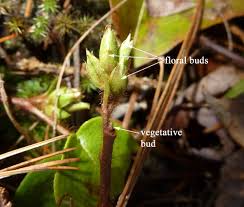 Image result for Laurembergia repens
