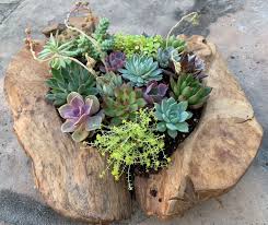 Using this type of arrangement will give you a cohesive look when the planter is finished. Live Succulent Arrangements In Live Edge Wood Planter Large Size 125 225 The Loving Ewe Farm