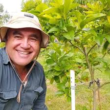 Removing lemon shoots 🌿, ., I want this young Yen Ben lemon tree to have a  clear trunk so I'm removing shoots that are growing around the base before  they grow into branches that will eventually need ...