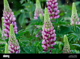 Image result for Eriosema vanderystii