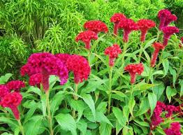 Heirloom 900 Seeds Celosia Argentea Plumosa Group Cockscomb Woolflower Flower Bulk Seeds B1050 1 79