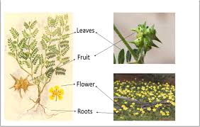 Promising phytopharmacology, nutritional potential, health ...
