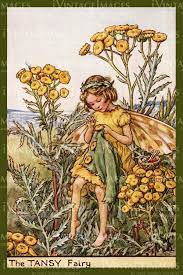 Cicely Barker 1923 28 The Tansy Fairy Flower Fairies Books Fairy Paintings Fairy Book