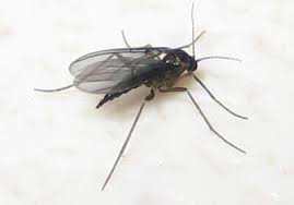Articles about collection/small spaces on apartment therapy, a lifestyle and interior design community with tips and expert advice on creating happy, healthy homes for everyone. 9 Easy Ways To Get Rid Of Gnats From Your Balcony Small Balcony Design