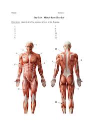 Muscles found in the superficial group include rhomboid major, rhomboid minor, levator scapulae, trapezius, latissimus dorsi. Solved Name Section Pre Lab Muscle Identification Direc Chegg Com