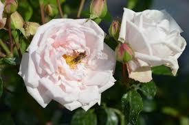 Es stehen 57 new dawn rose auf etsy zum verkauf, und sie kosten im durchschnitt 15,74 €. New Dawn Rose Zartrosa Ca 300cm Somerset Nursery 1930 Rosa New Dawn Online Bestellen