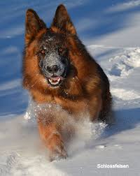 Black And Red German Shepherd Puppies Long Coat German Shepherd Cairo Schlossfelsen Kennels Mahogany Red Black Longcoat German Shepherd Dogs Dogs Shepherd Dog