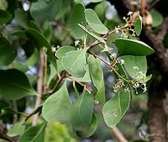 Image result for Gymnosporia heterophylla